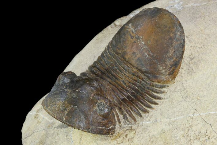 Bargain, Paralejurus Trilobite Fossil - Morocco #120067